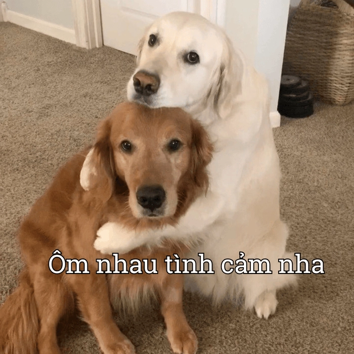 Meme ôm như phim Hàn