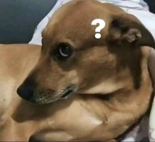 Ảnh meme chó suy nghĩ khó hiểu