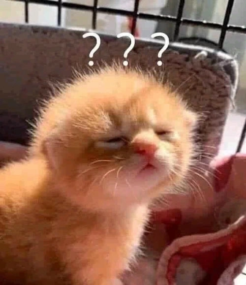 Hình ảnh mèo suy nghĩ mới tỉnh ngủ