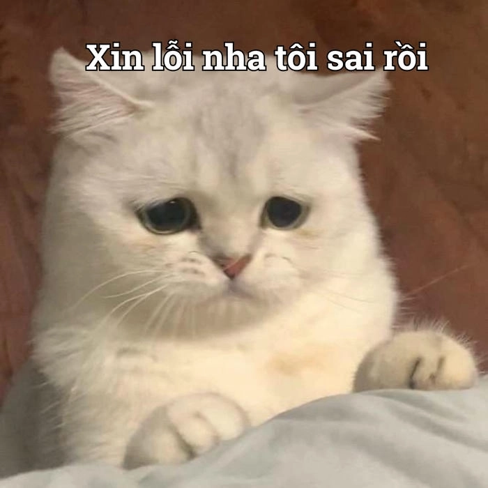 Ảnh meme xin lỗi dễ thương