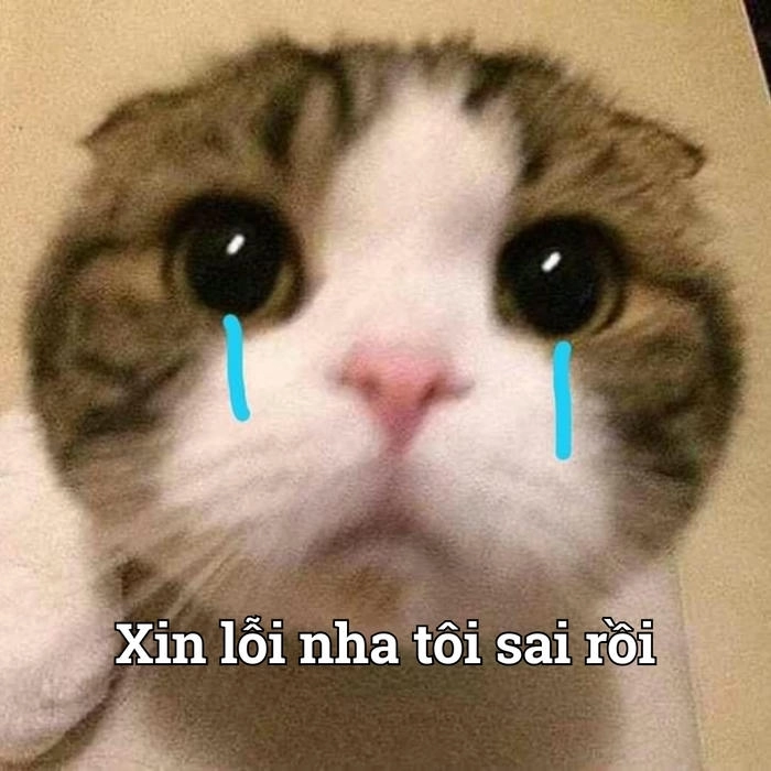 Meme xin lỗi dễ thương