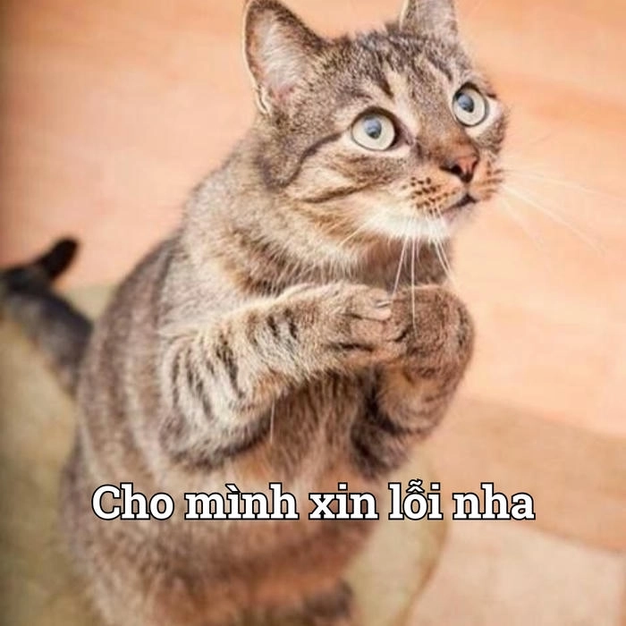Meme khoanh tay xin lỗi