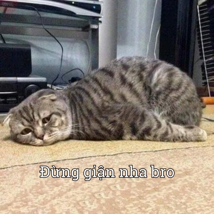 Meme xin lỗi cực hài hước