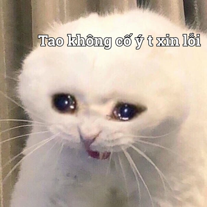 Meme xin lỗi cảm động