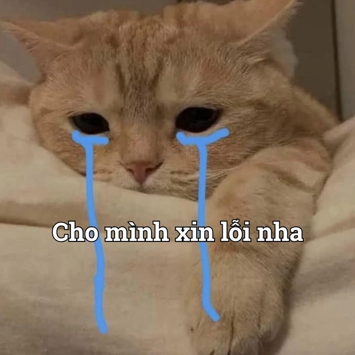 Meme xin lỗi vui nhộn