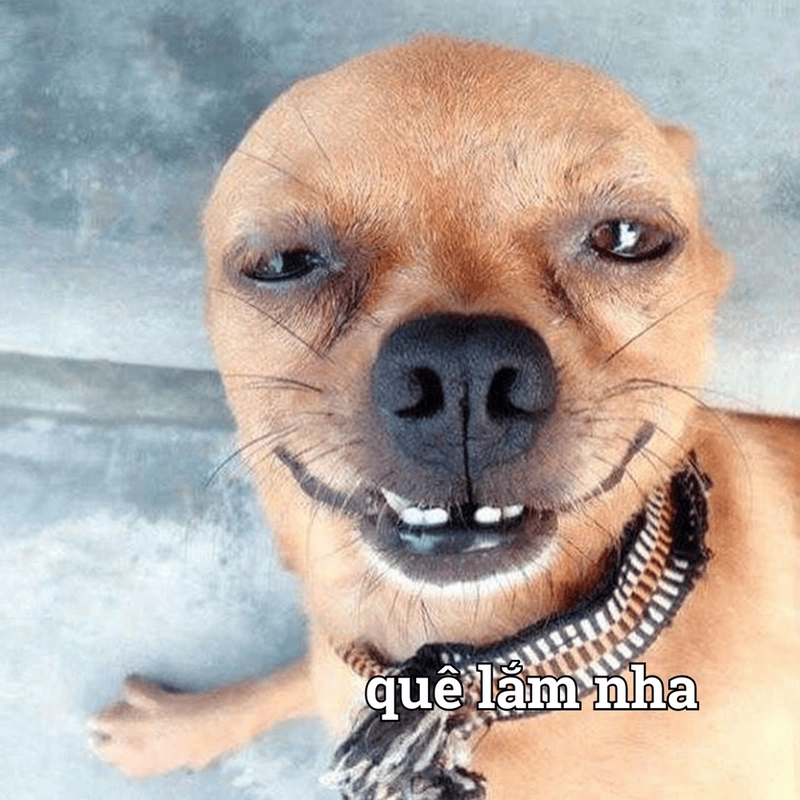Meme quê con chó