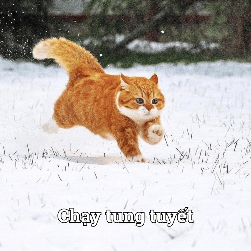 Meme chạy cực gắt