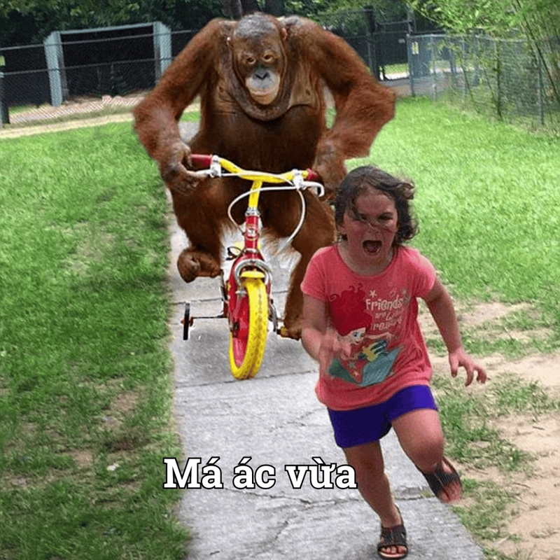 Meme chạy gấp