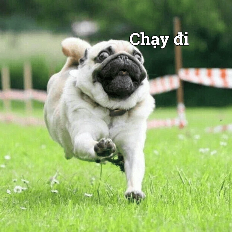 Meme chạy xé gió