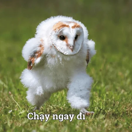 123+ ảnh chế Meme chạy ngay đi hài hước lầy lội hot nhất