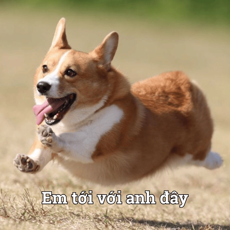 Meme chạy lầy lội