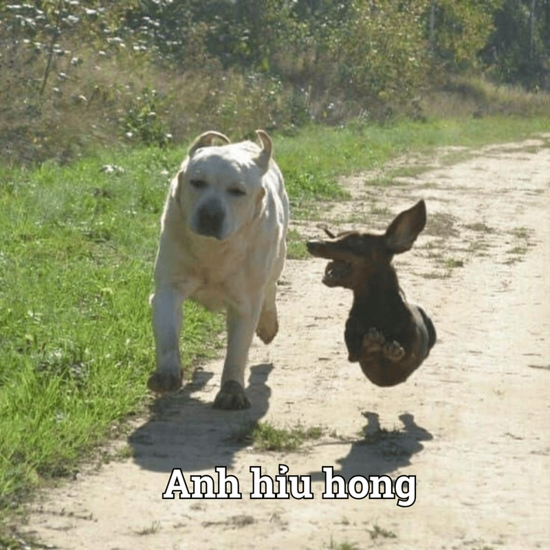 Meme chạy trốn
