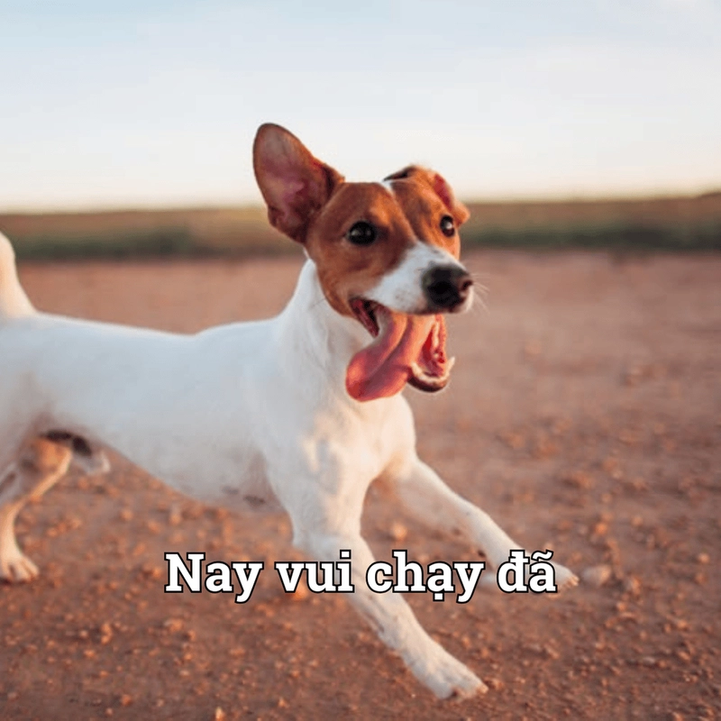 Meme chạy hài hước