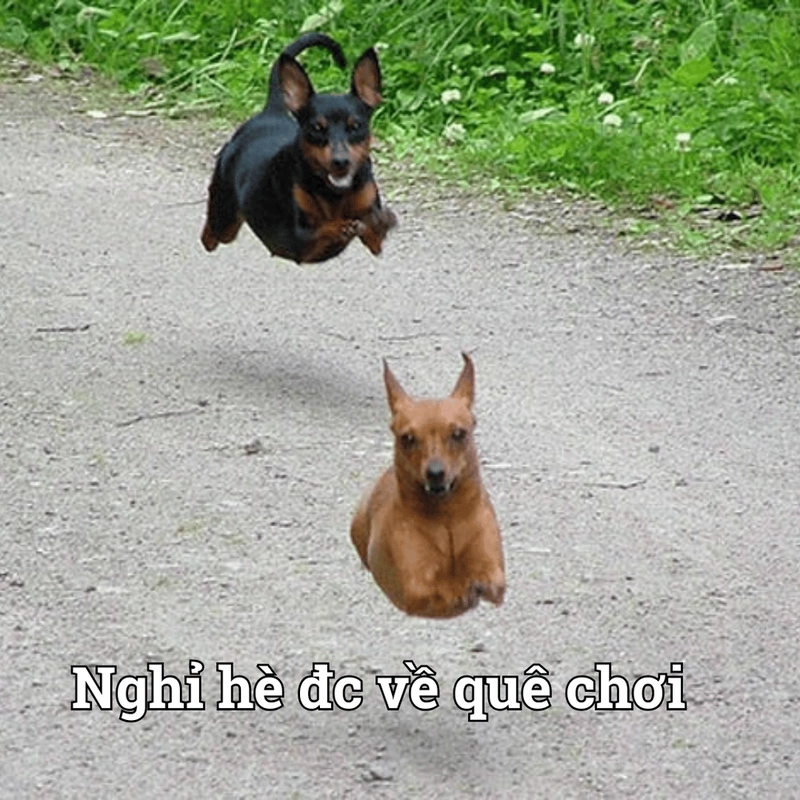 Meme chạy hoảng loạn