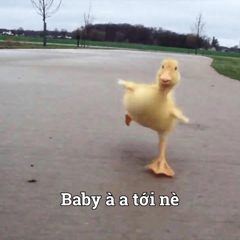Meme chạy đi