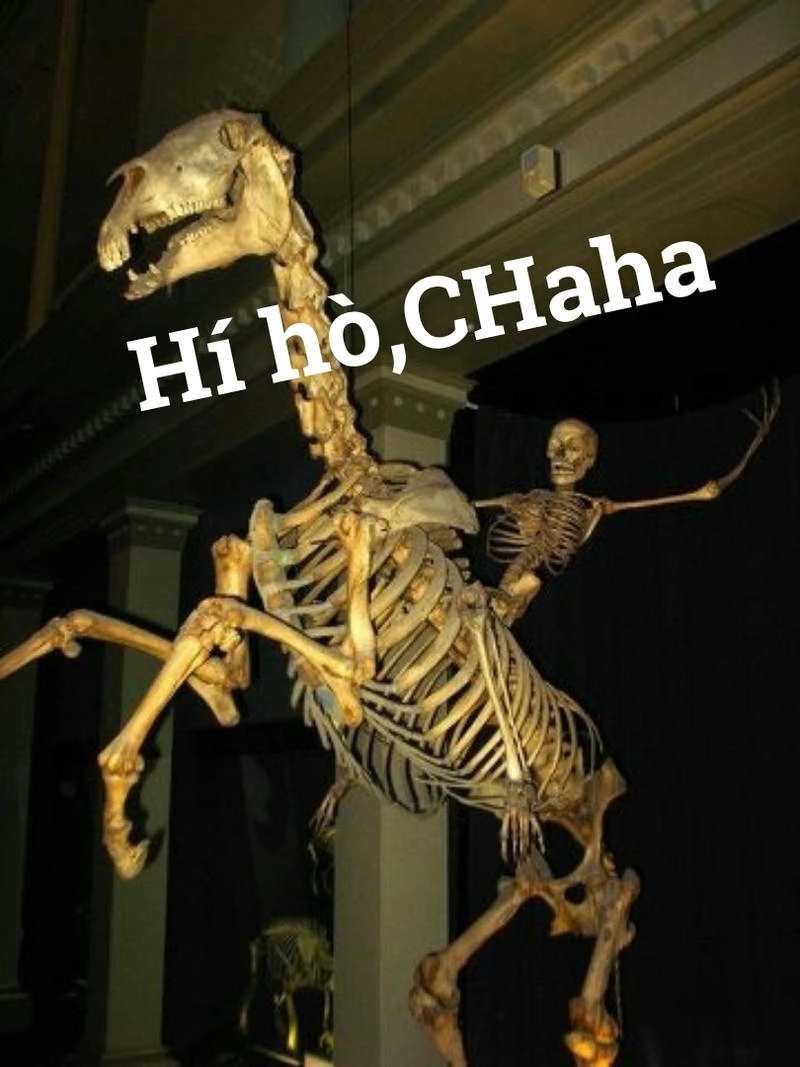 meme skeleton hấp dẫn